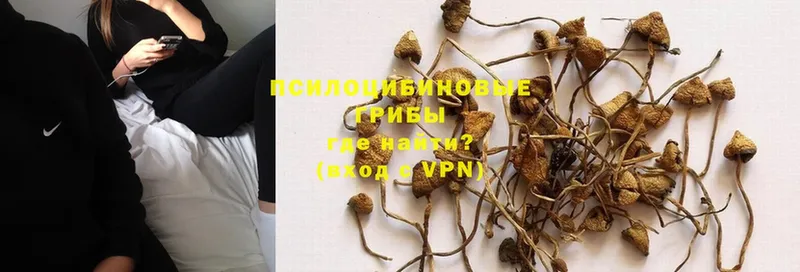 Галлюциногенные грибы Psilocybe  Куса 